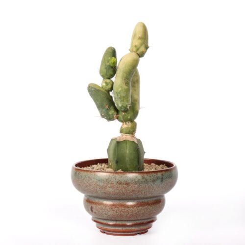 Trichocereus bridgesii mostruoso variegato Ø 14 cm