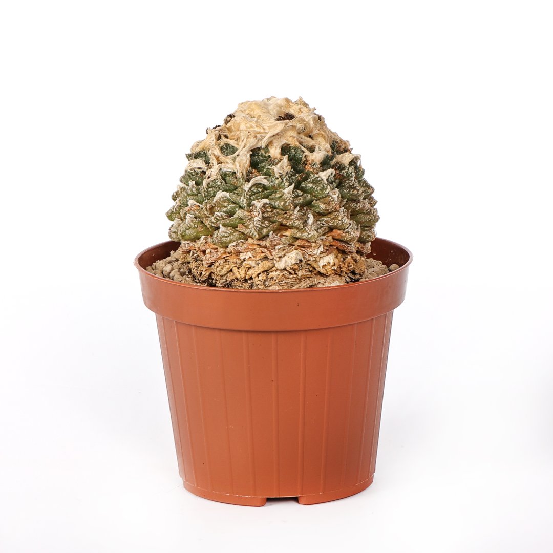 Ariocarpus fissuratus Ø 12 cm