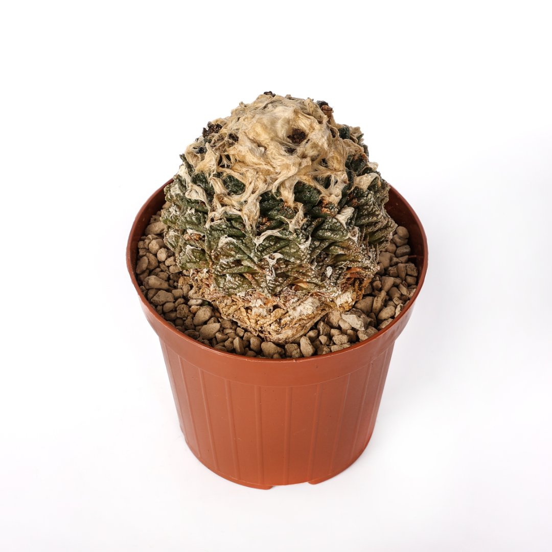 Ariocarpus fissuratus Ø 12 cm