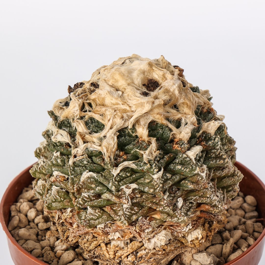 Ariocarpus fissuratus Ø 12 cm