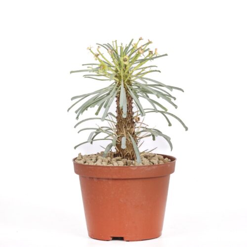 Euphorbia multifolia Ø 10,5 cm