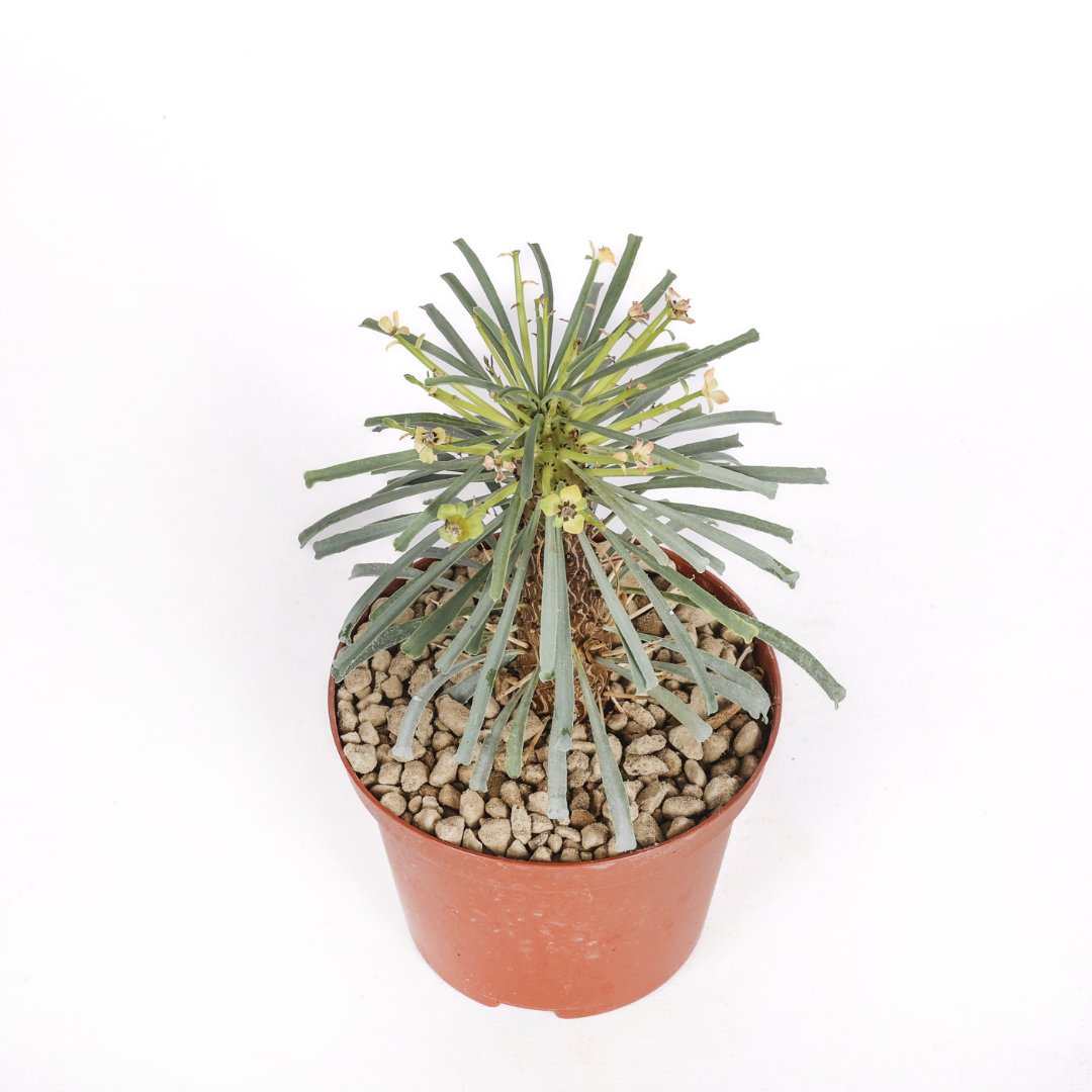 Euphorbia multifolia Ø 10,5 cm