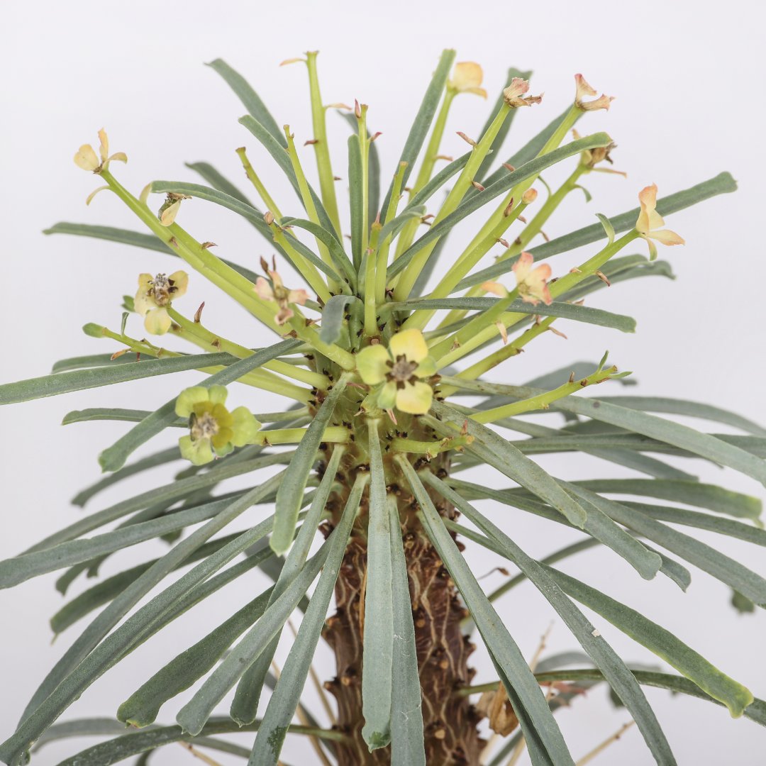 Euphorbia multifolia Ø 10,5 cm