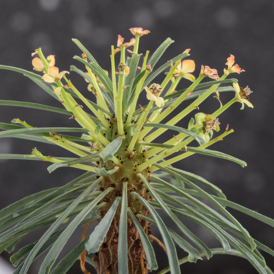 Euphorbia multifolia Ø 10,5 cm