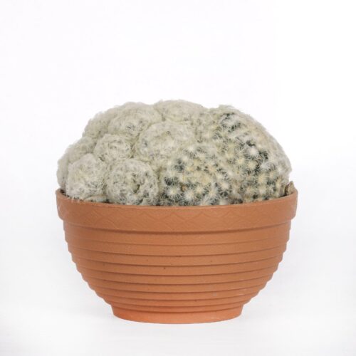 Mammillaria plumosa Ø 17 cm