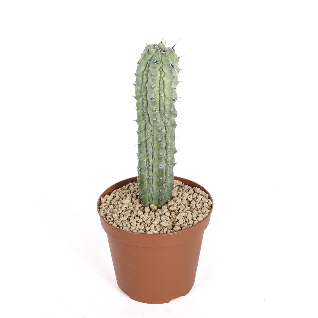 Myrtillocactus geometrizans Grecas Ø 12 cm