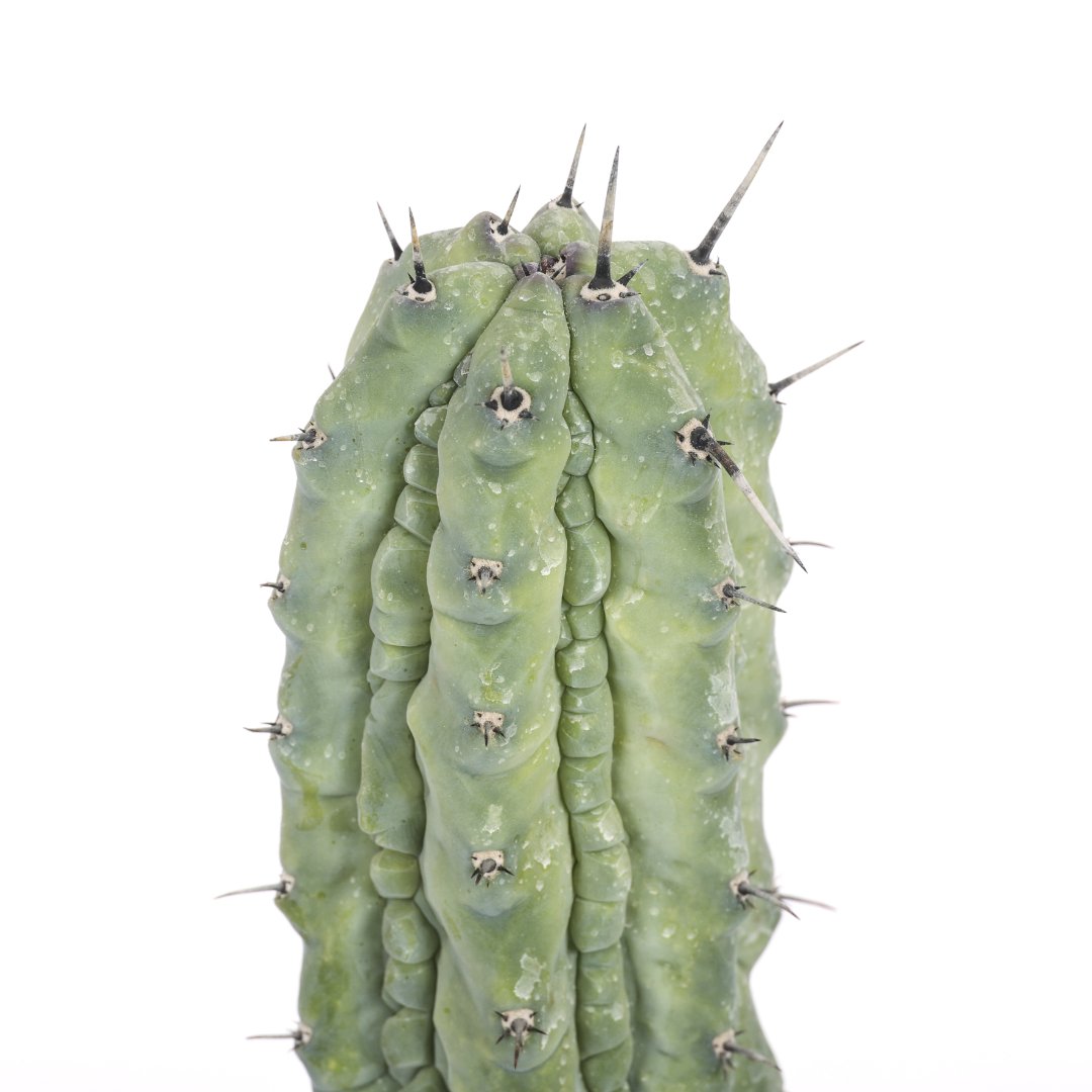 Myrtillocactus geometrizans Grecas Ø 12 cm