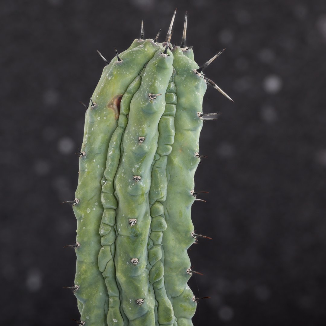 Myrtillocactus geometrizans Grecas Ø 12 cm