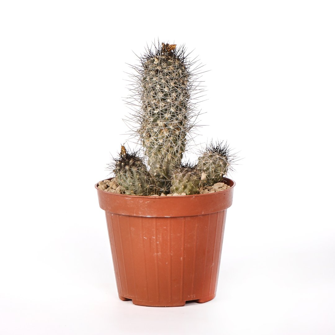 Copiapoa humilis Ø 12 cm