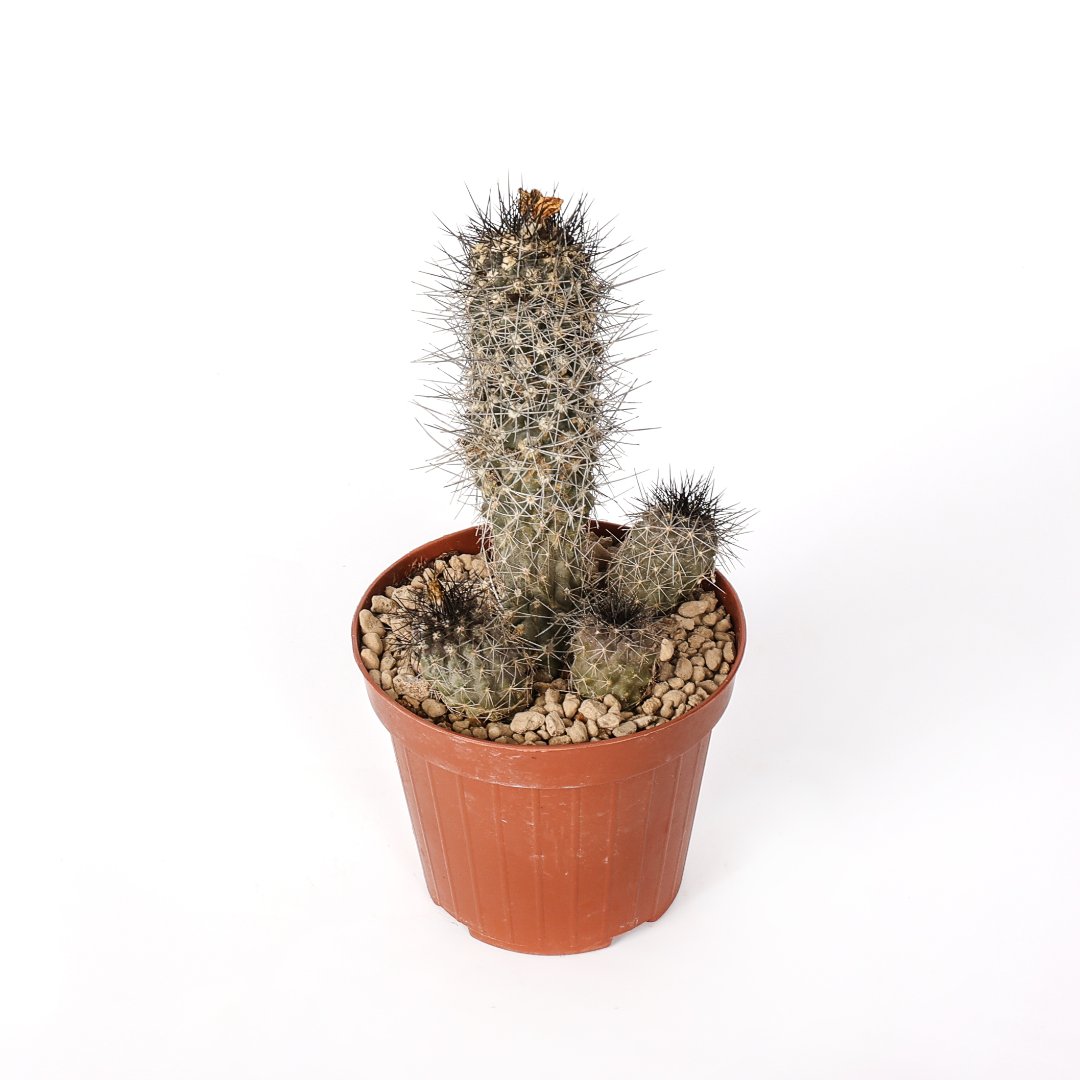 Copiapoa humilis Ø 12 cm