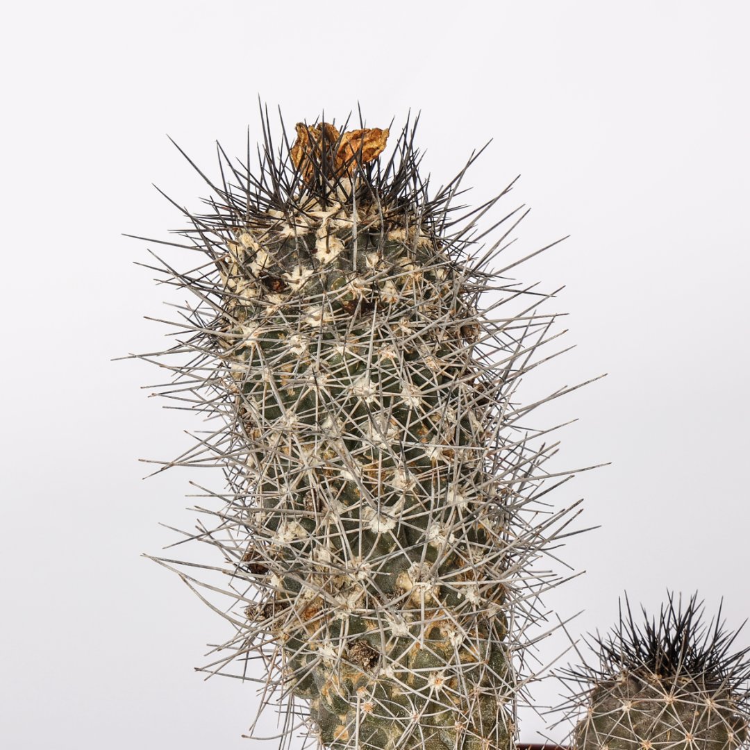 Copiapoa humilis Ø 12 cm