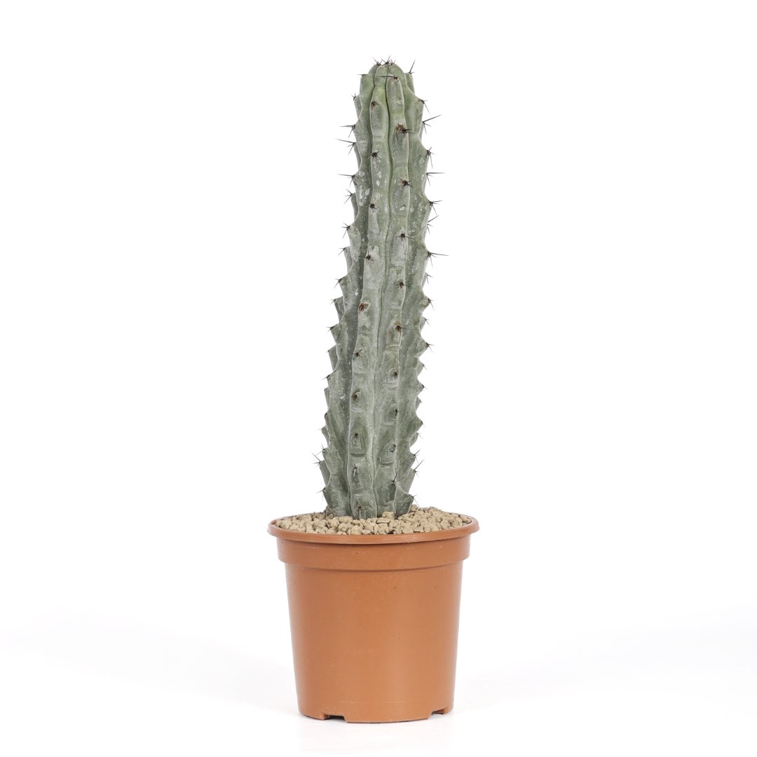Stenocereus beneckei Ø 17 cm