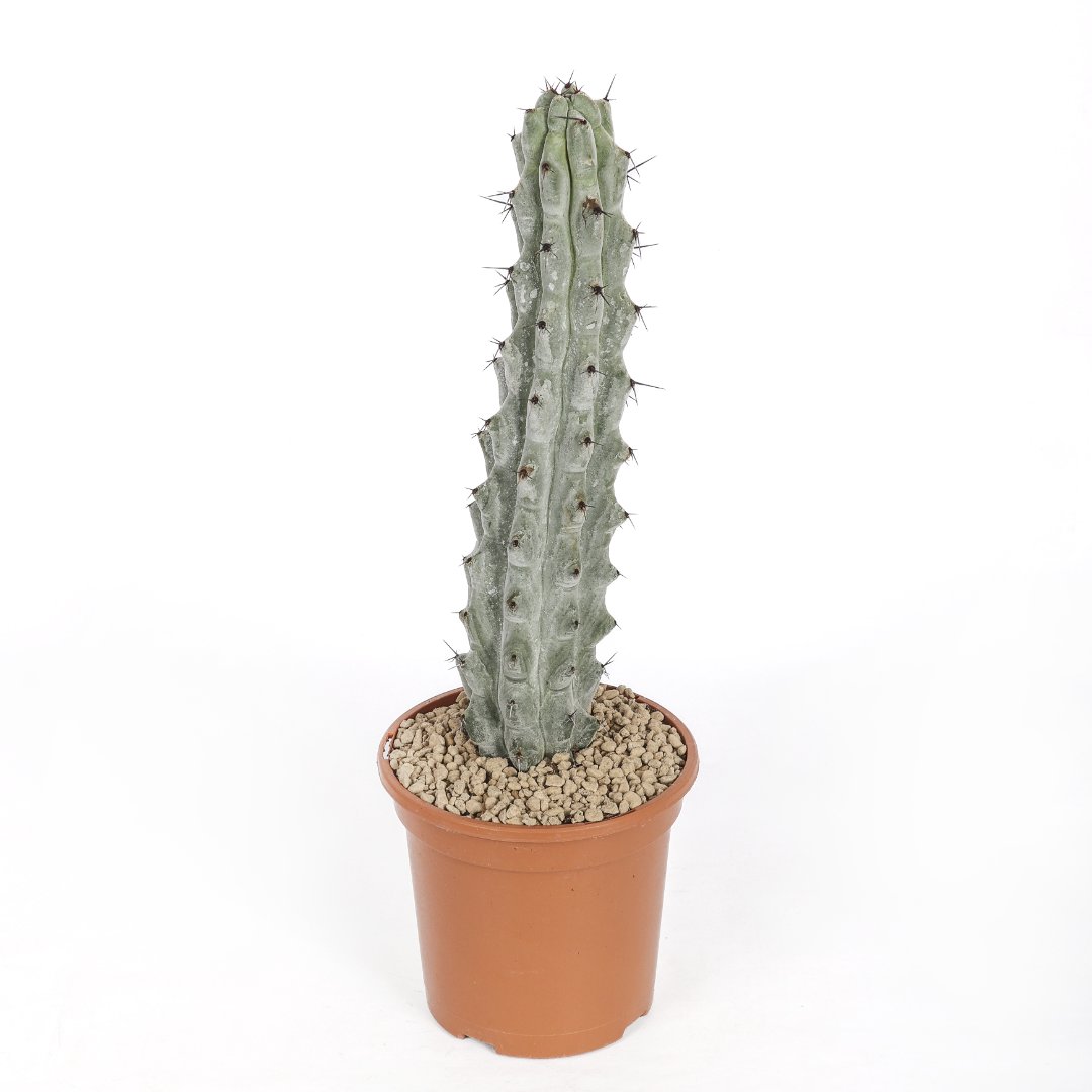 Stenocereus beneckei Ø 17 cm