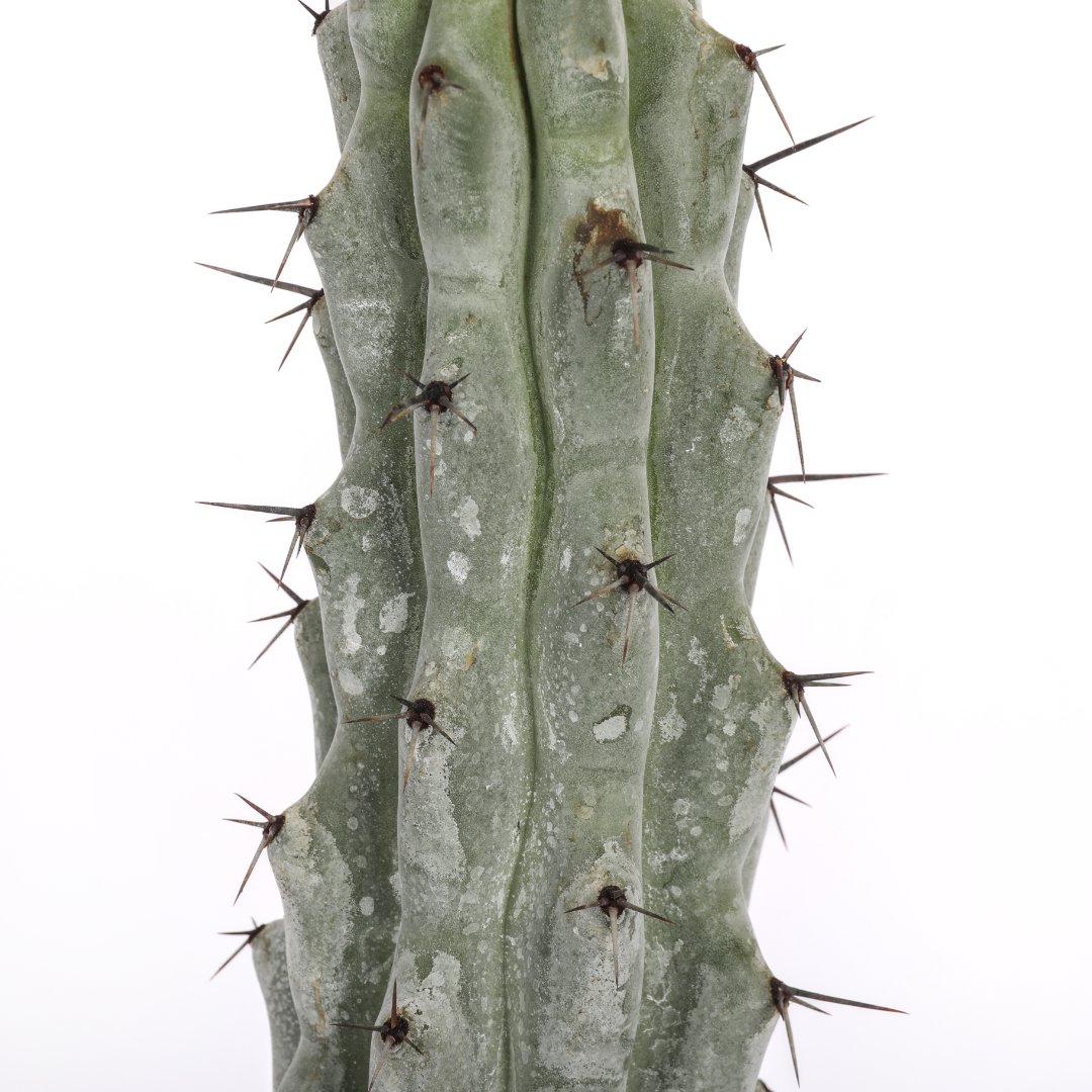 Stenocereus beneckei Ø 17 cm