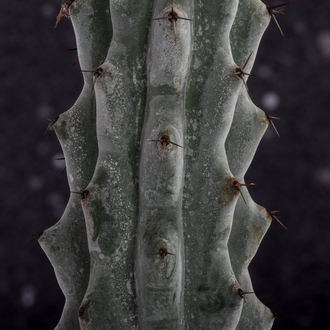 Stenocereus beneckei Ø 17 cm