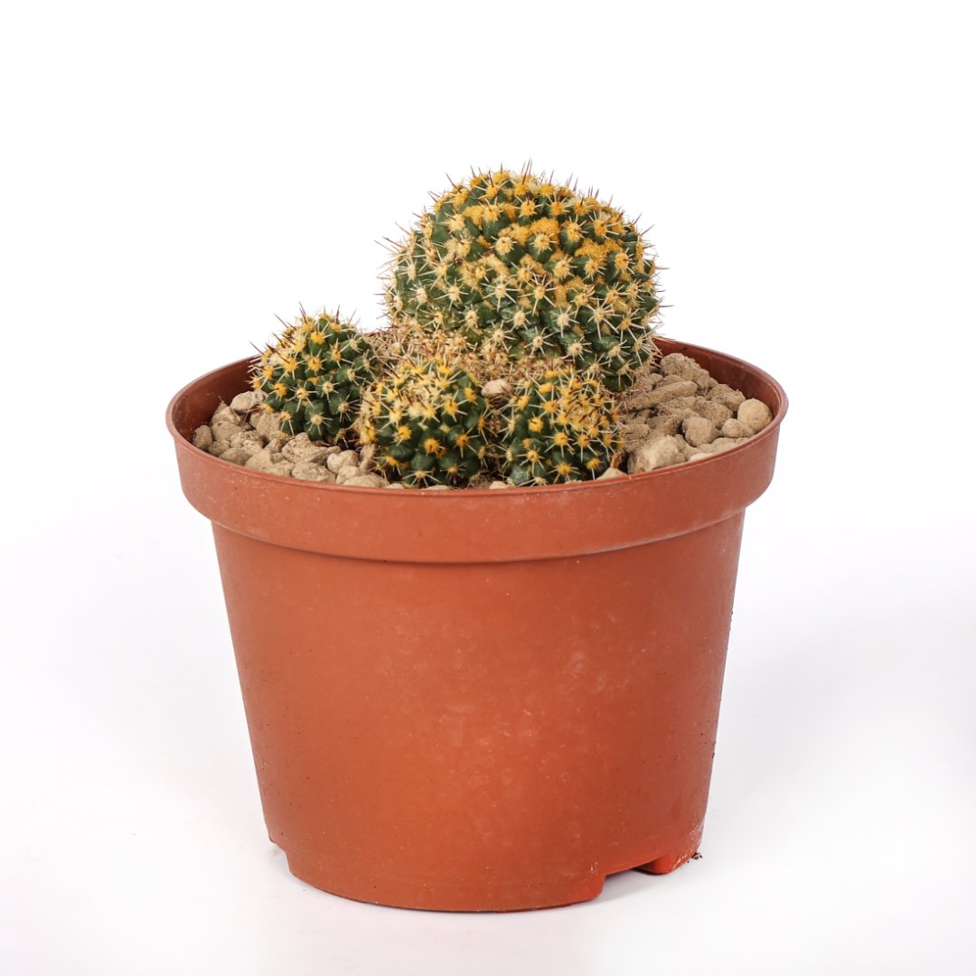 Mammillaria eichlamii Ø 12 cm