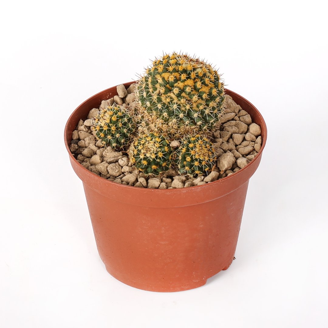 Mammillaria eichlamii Ø 12 cm