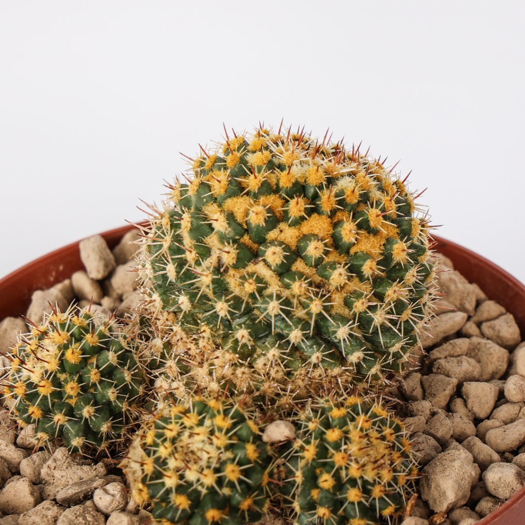 Mammillaria eichlamii Ø 12 cm