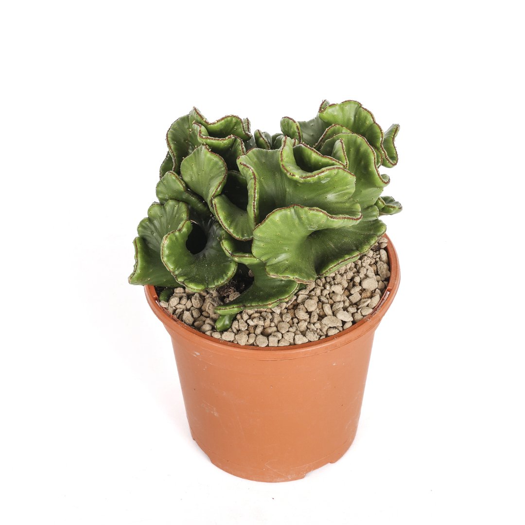 Euphorbia leucodendron crestata Ø 17 cm