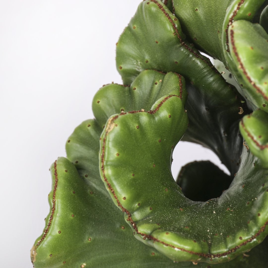 Euphorbia leucodendron crestata Ø 17 cm