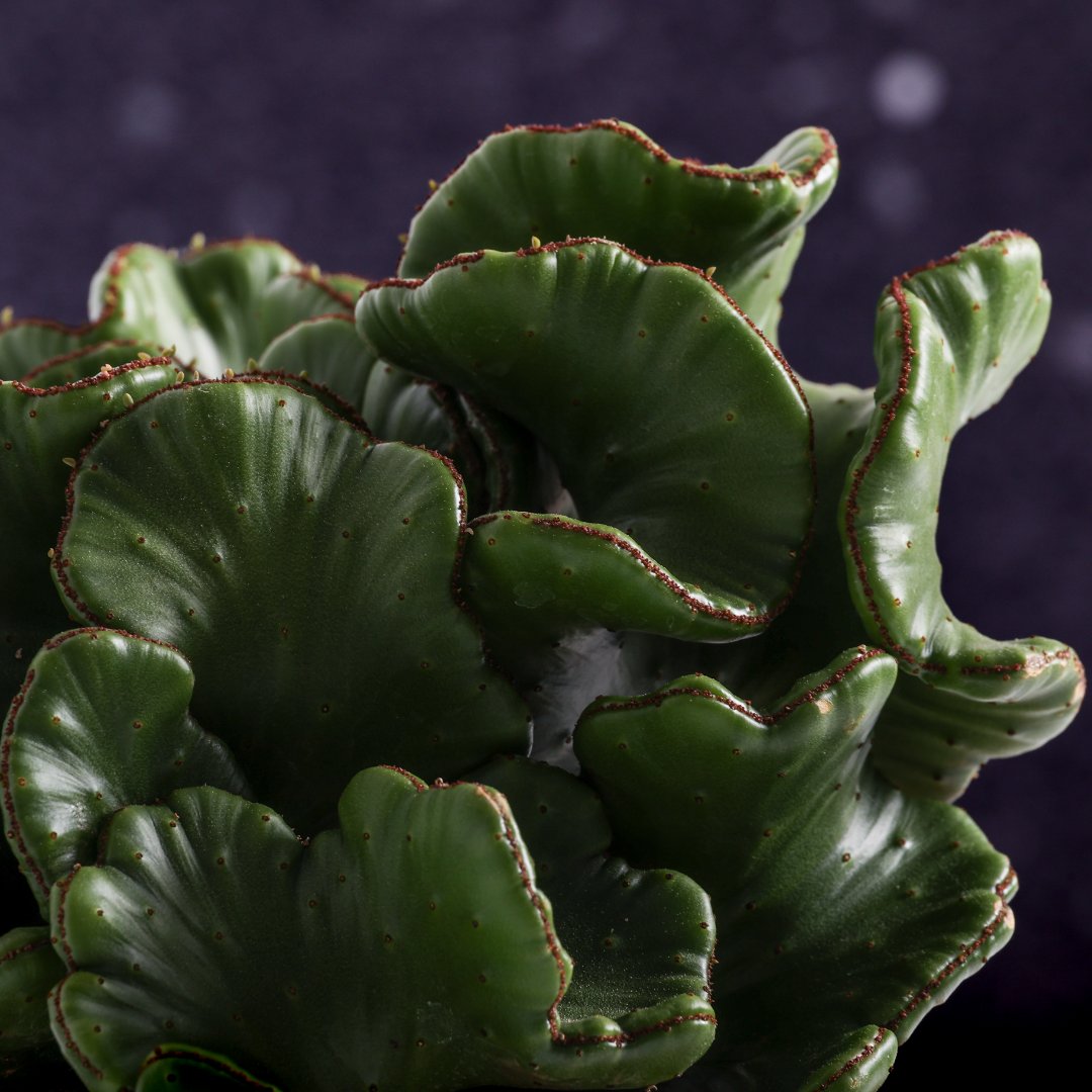 Euphorbia leucodendron crestata Ø 17 cm