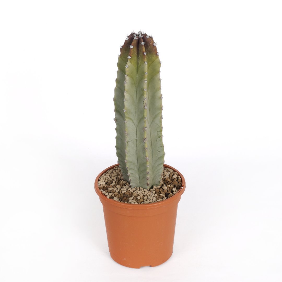 Lophocereus schottii Ø 17 cm