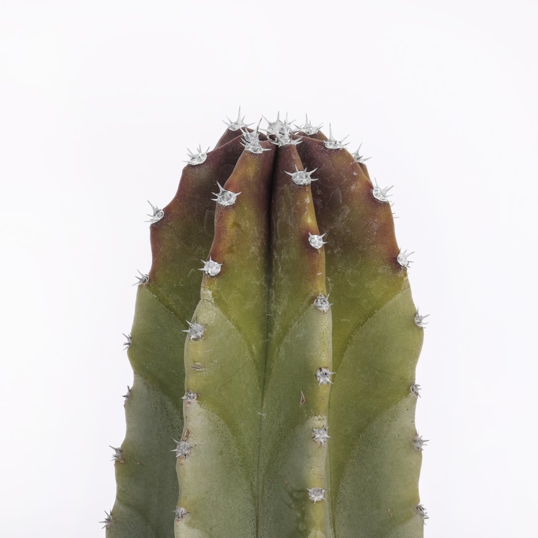 Lophocereus schottii Ø 17 cm