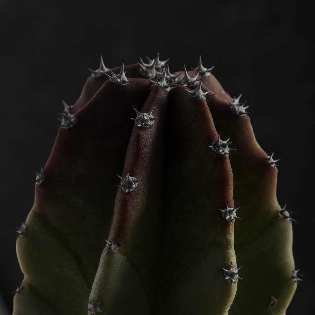 Lophocereus schottii Ø 17 cm