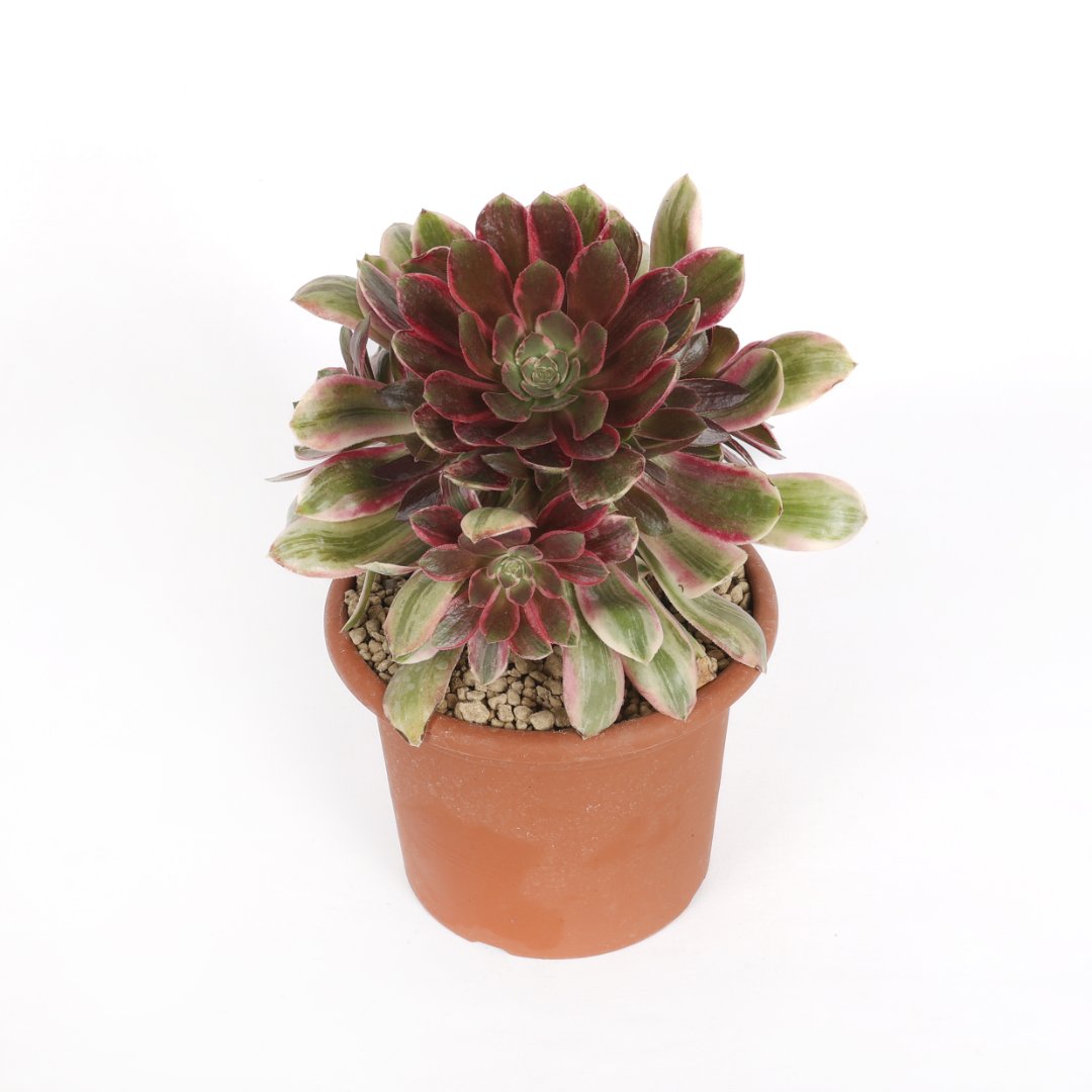 Aeonium Wun Sha Ø 17 cm