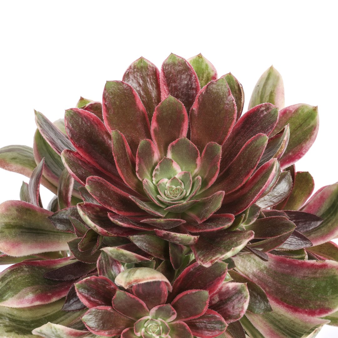 Aeonium Wun Sha Ø 17 cm