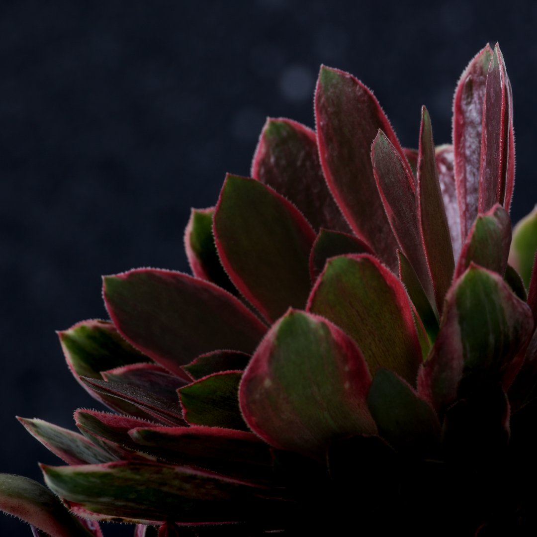 Aeonium Wun Sha Ø 17 cm