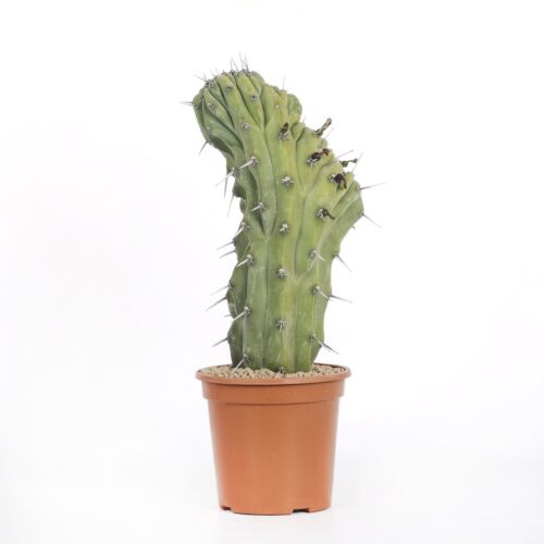 Myrtillocactus geometrizans Ø 17 cm