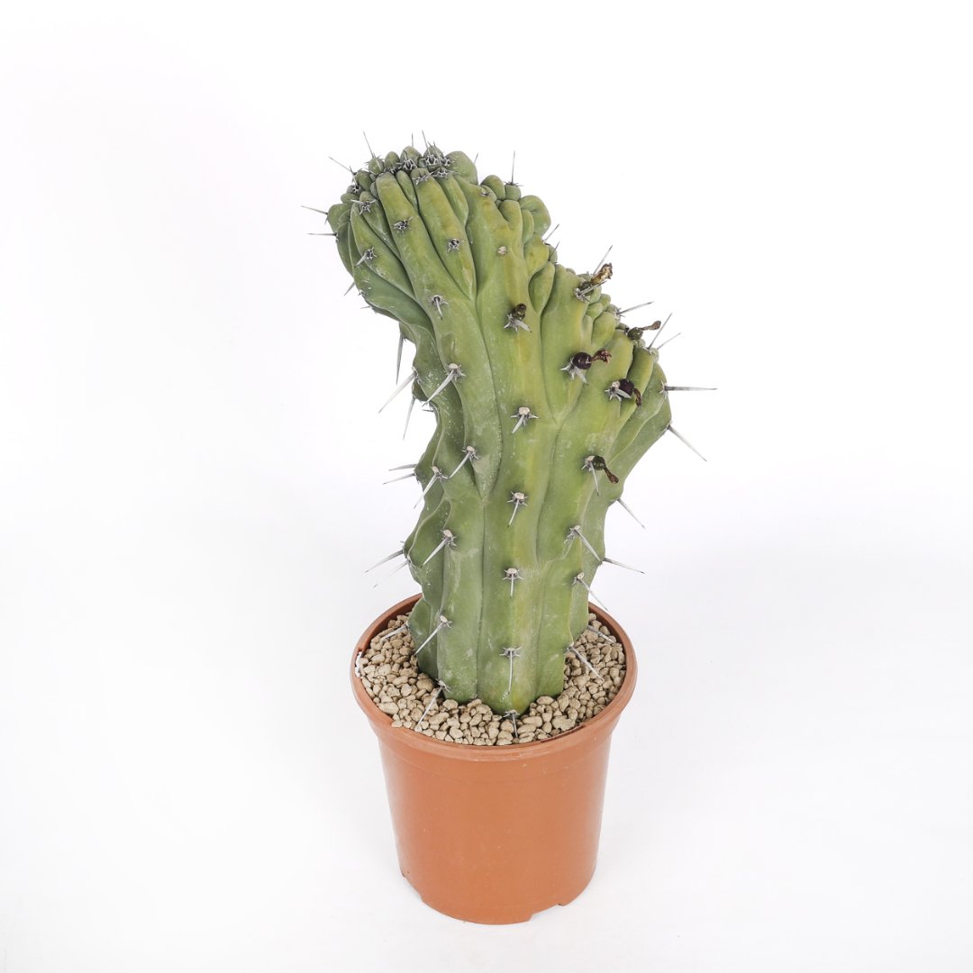 Myrtillocactus geometrizans Ø 17 cm