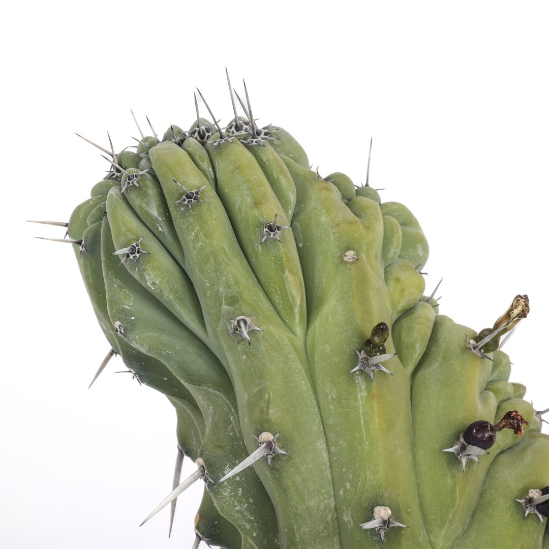 Myrtillocactus geometrizans Ø 17 cm