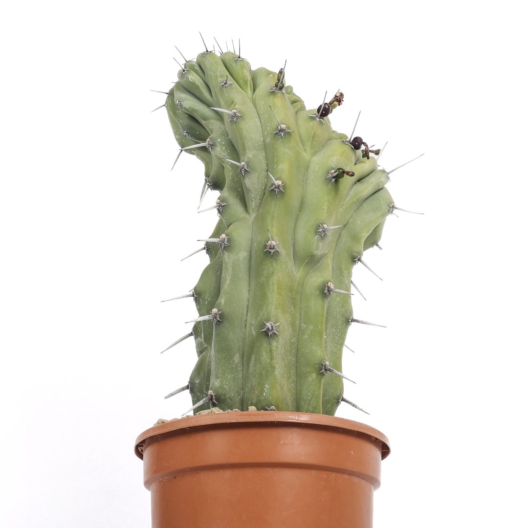 Myrtillocactus geometrizans Ø 17 cm