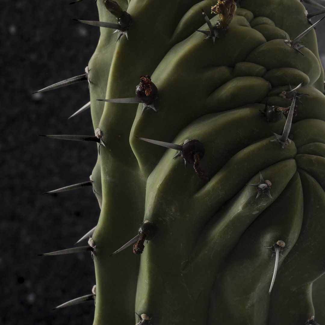 Myrtillocactus geometrizans Ø 17 cm