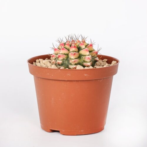 Gymnocalycium Flower field Ø 10,5 cm