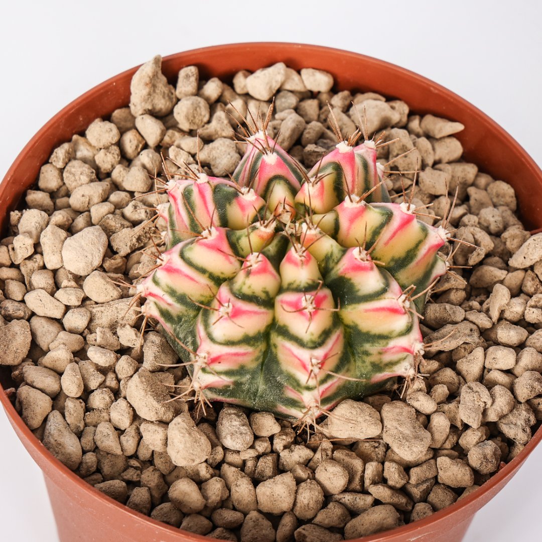 Gymnocalycium Flower field Ø 10,5 cm