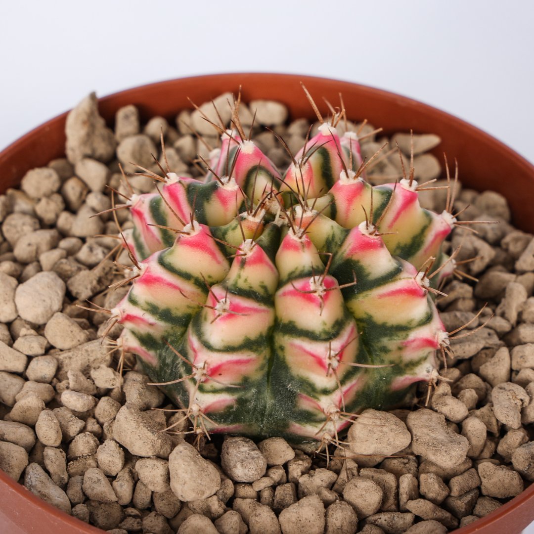 Gymnocalycium Flower field Ø 10,5 cm