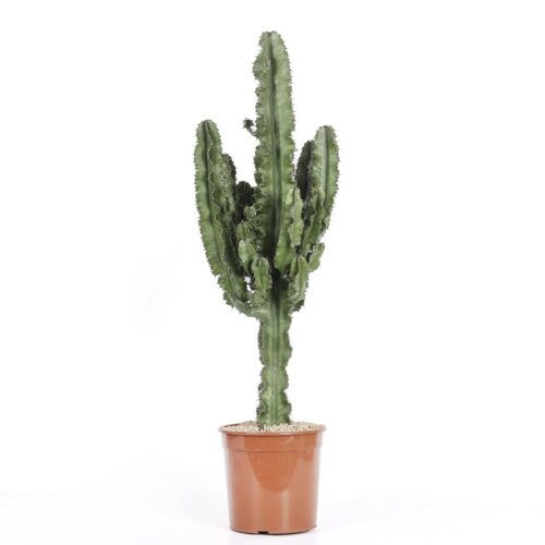 Euphorbia eritrea Ø 21 cm