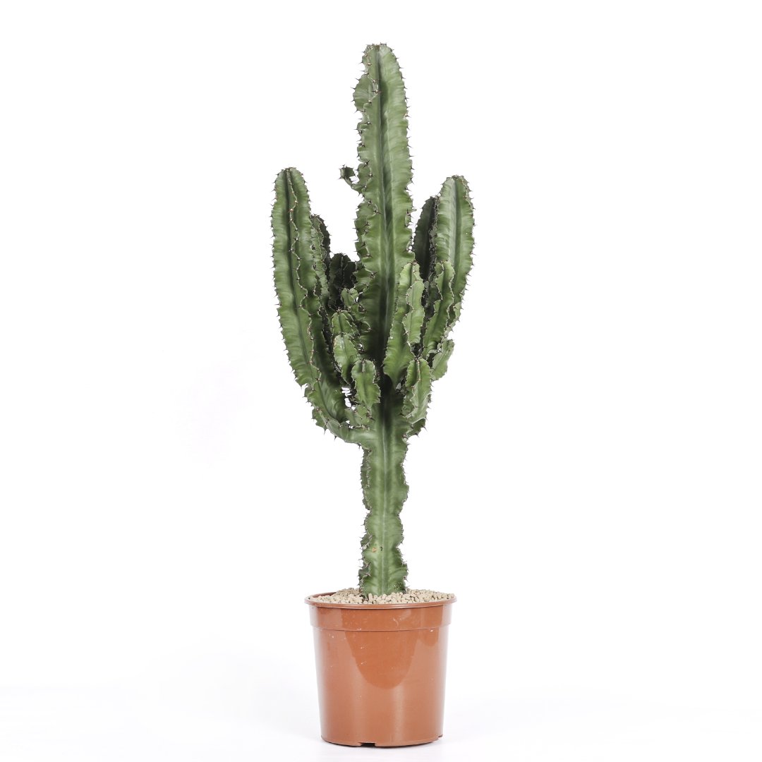 Euphorbia eritrea Ø 21 cm
