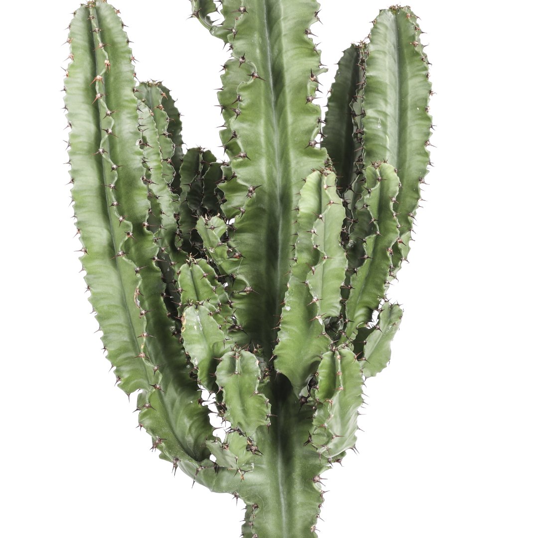 Euphorbia eritrea Ø 21 cm