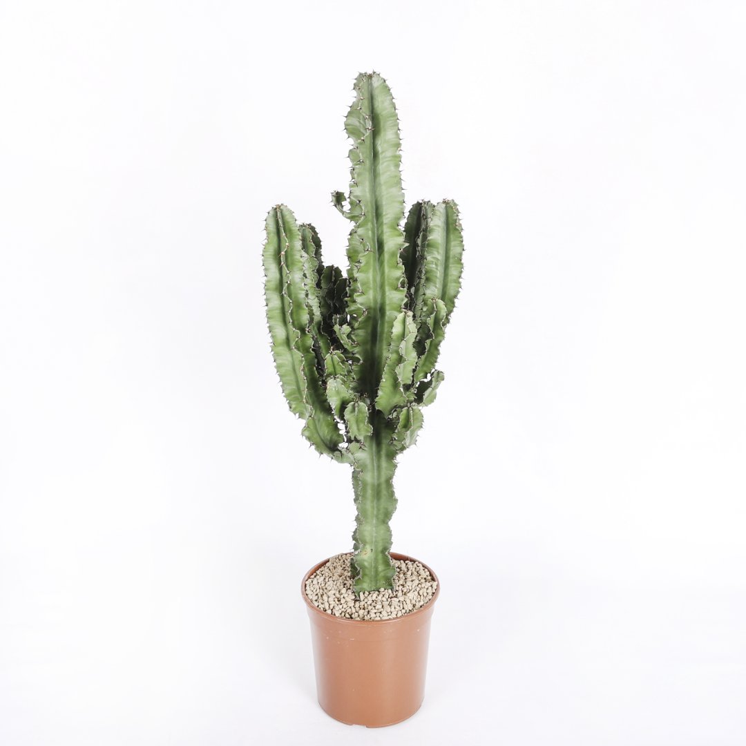 Euphorbia eritrea Ø 21 cm