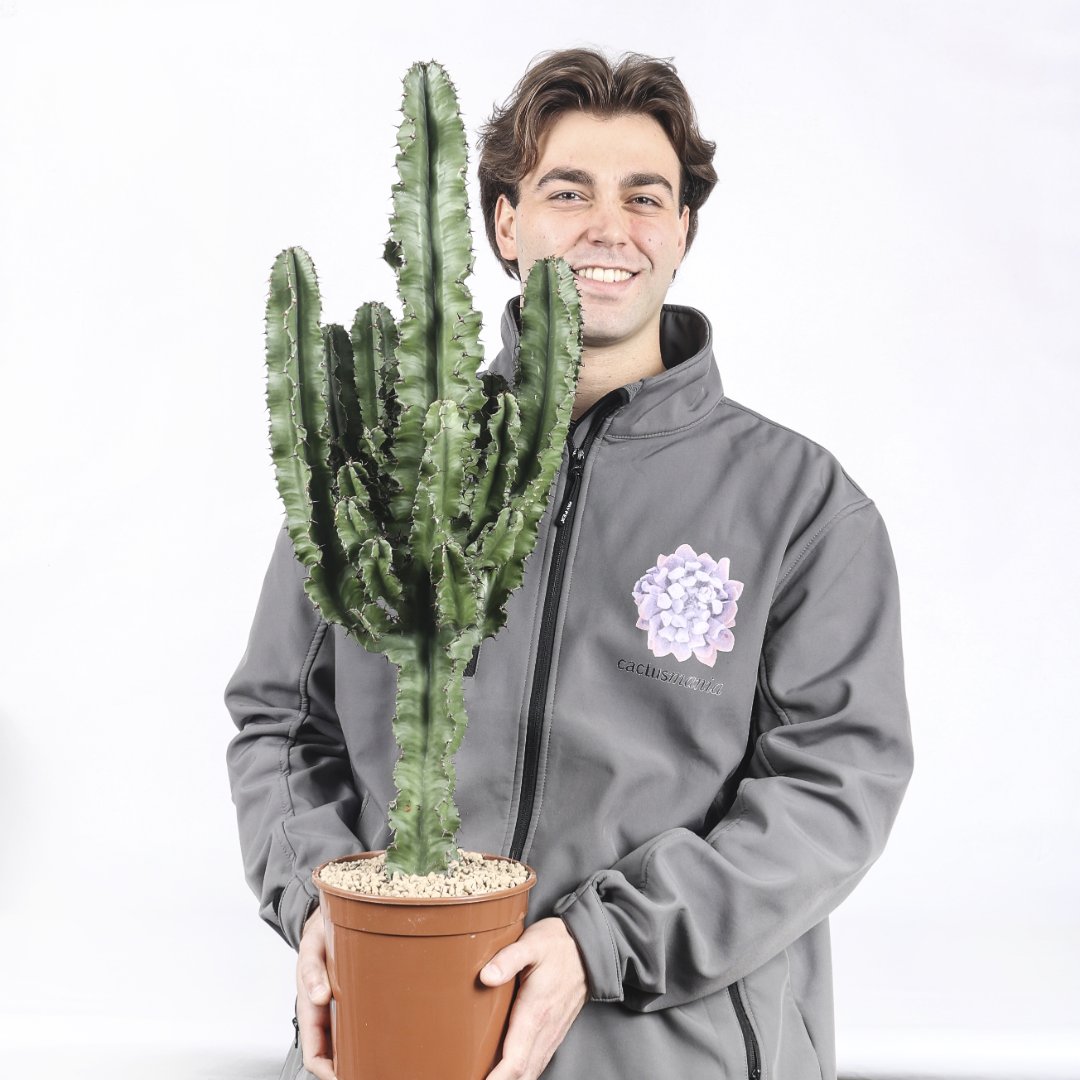 Euphorbia eritrea Ø 21 cm