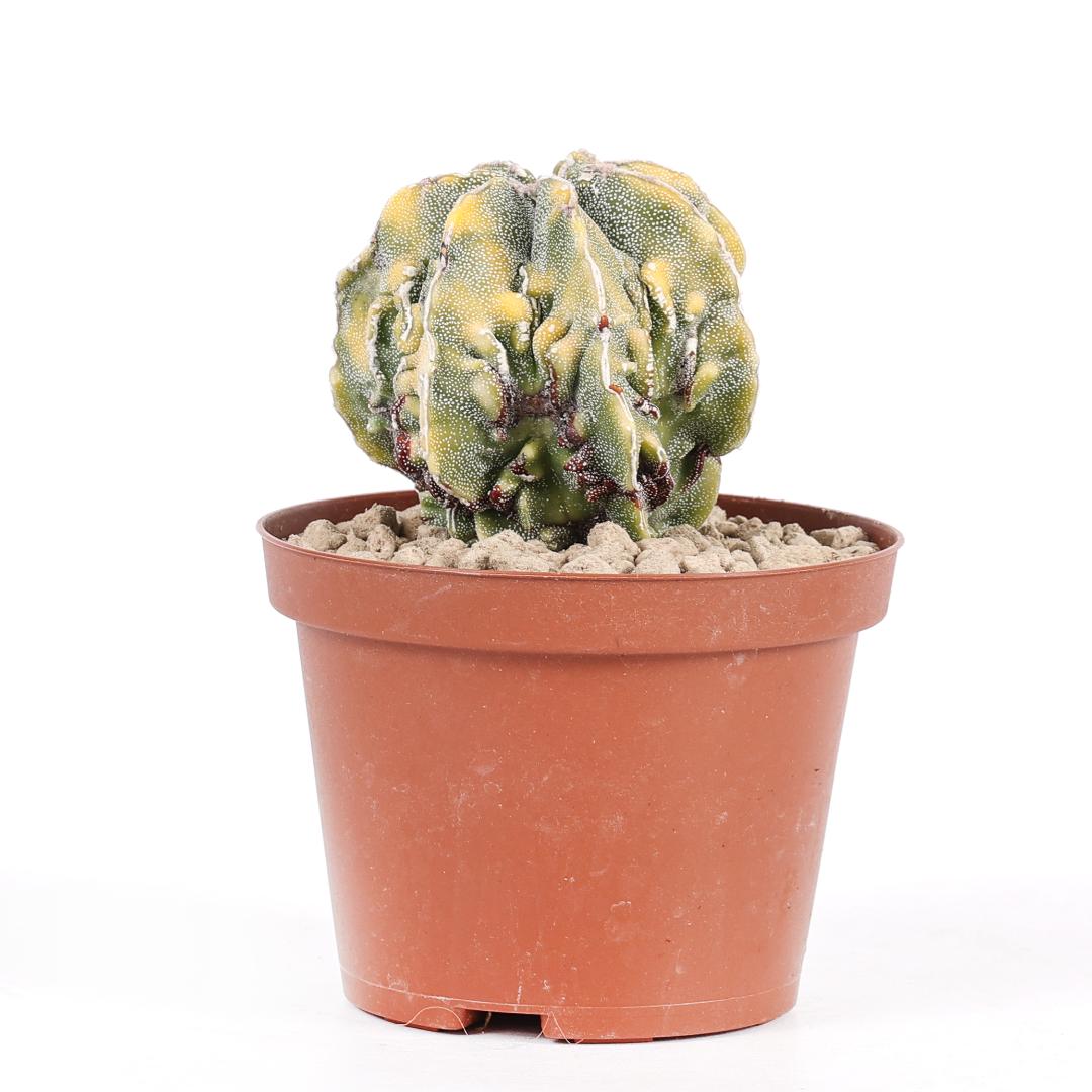 Astrophytum myriostigma haku-jo variegato Ø 10,5