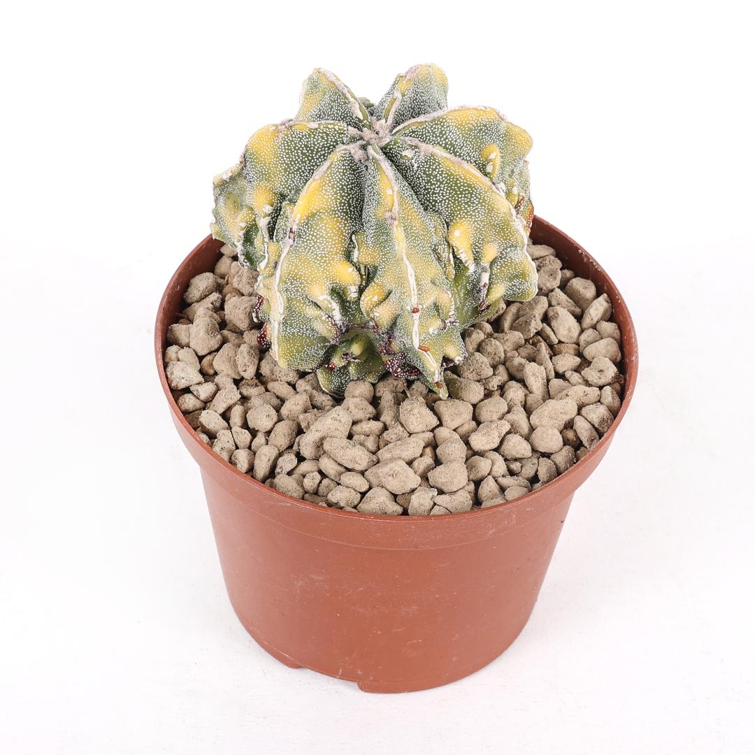 Astrophytum myriostigma haku-jo variegato Ø 10,5