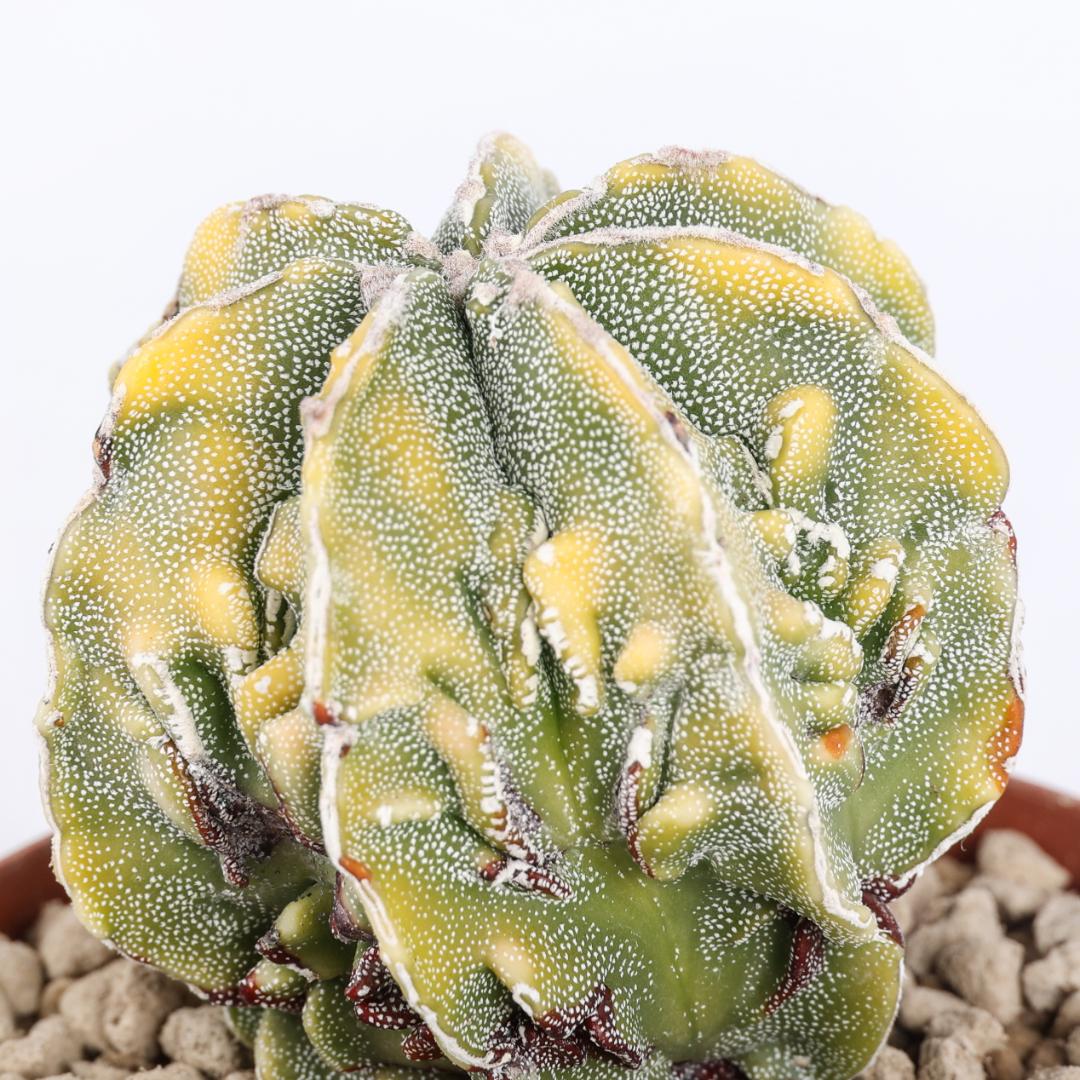 Astrophytum myriostigma haku-jo variegato Ø 10,5