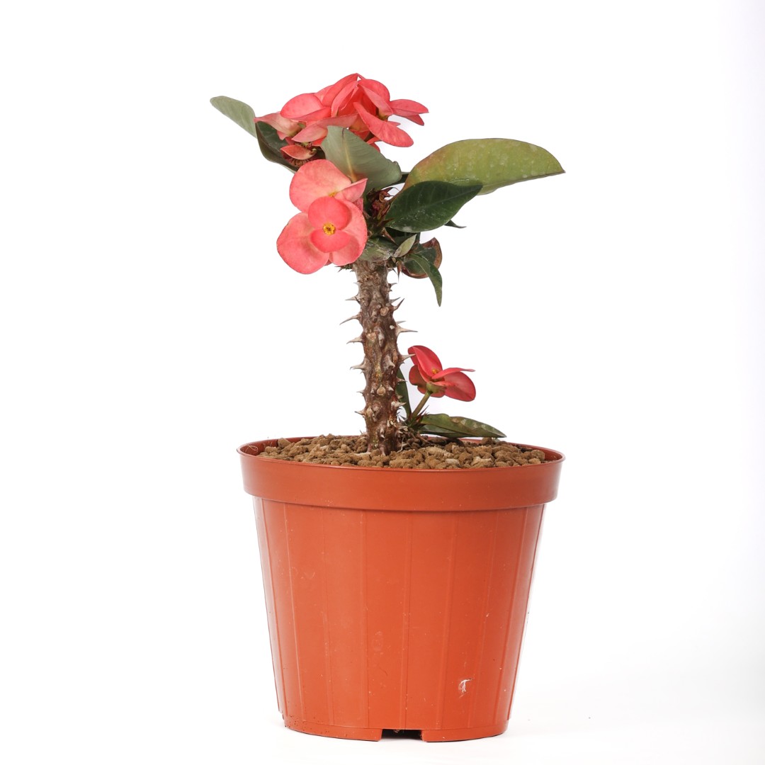 Euphorbia milii x lomi 'Doing Manee' Ø 14 cm