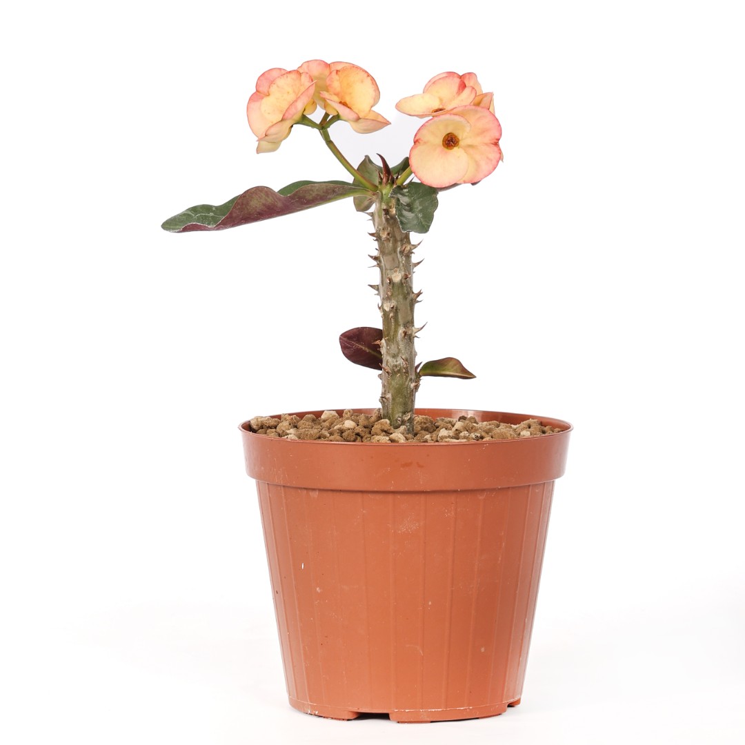 Euphorbia milii x lomi 'Sang Suriya' Ø 14 cm