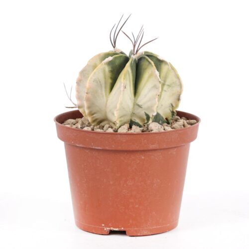 Astrophytum capricorne variegato Ø 10,5